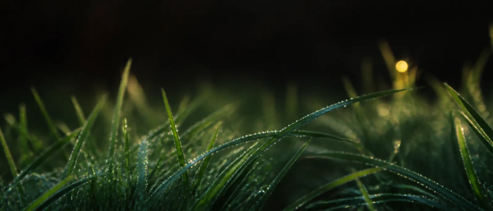 Macro photograph of turfgrass blades in early light, dew held on the blades, deep green fading to dark.